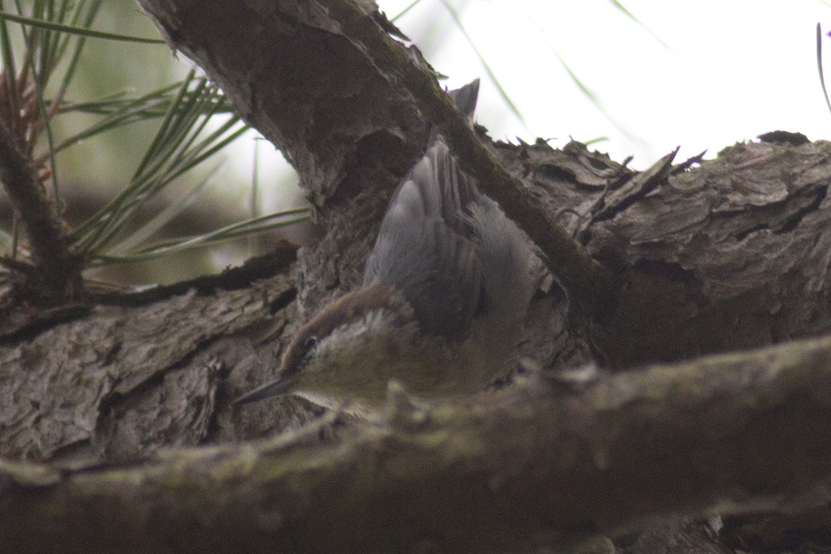 Brown-headed Nuthatch - ML36263591