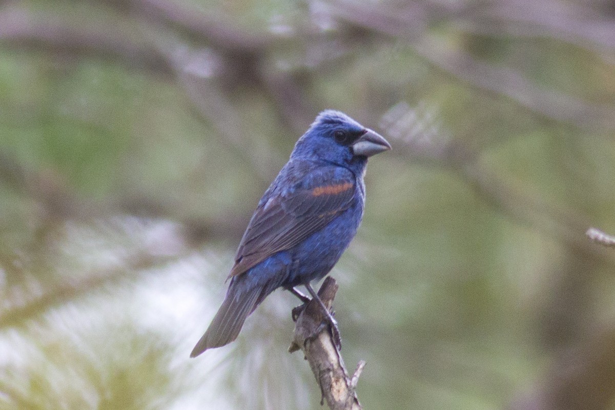 Blue Grosbeak - David Brown