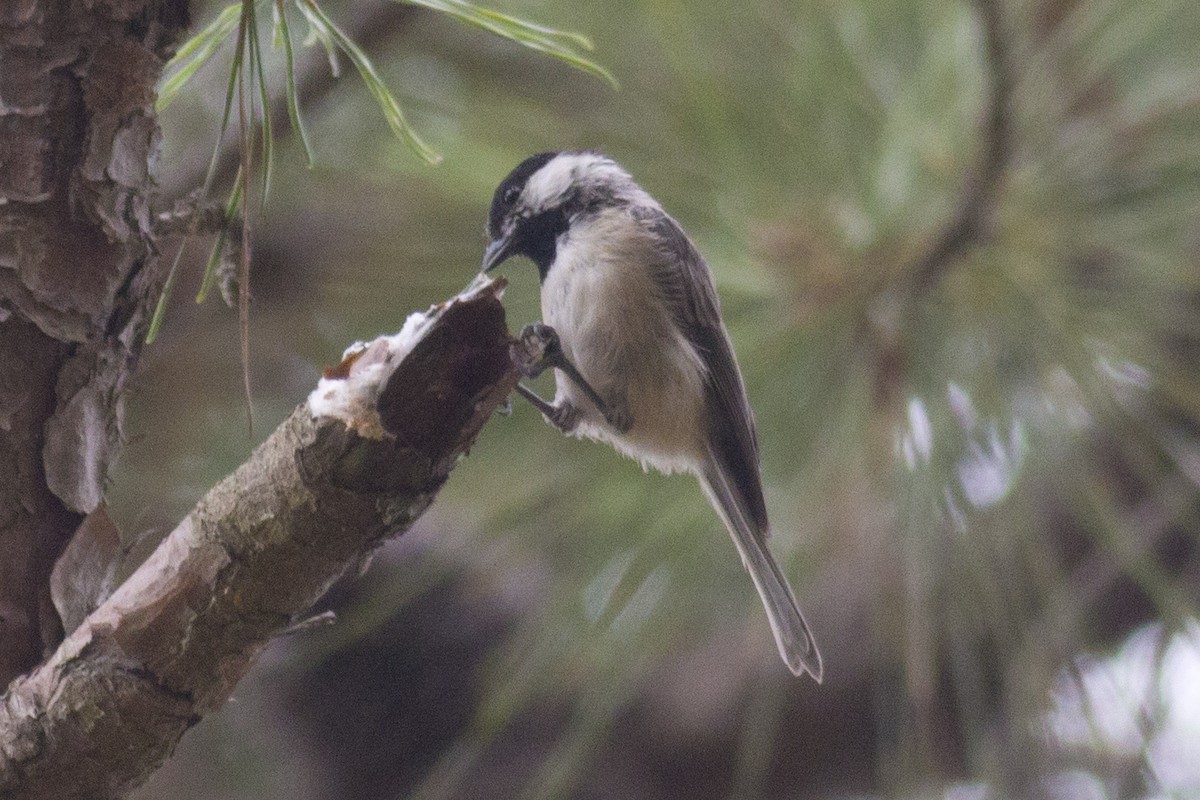 Carolina Chickadee - ML36263611