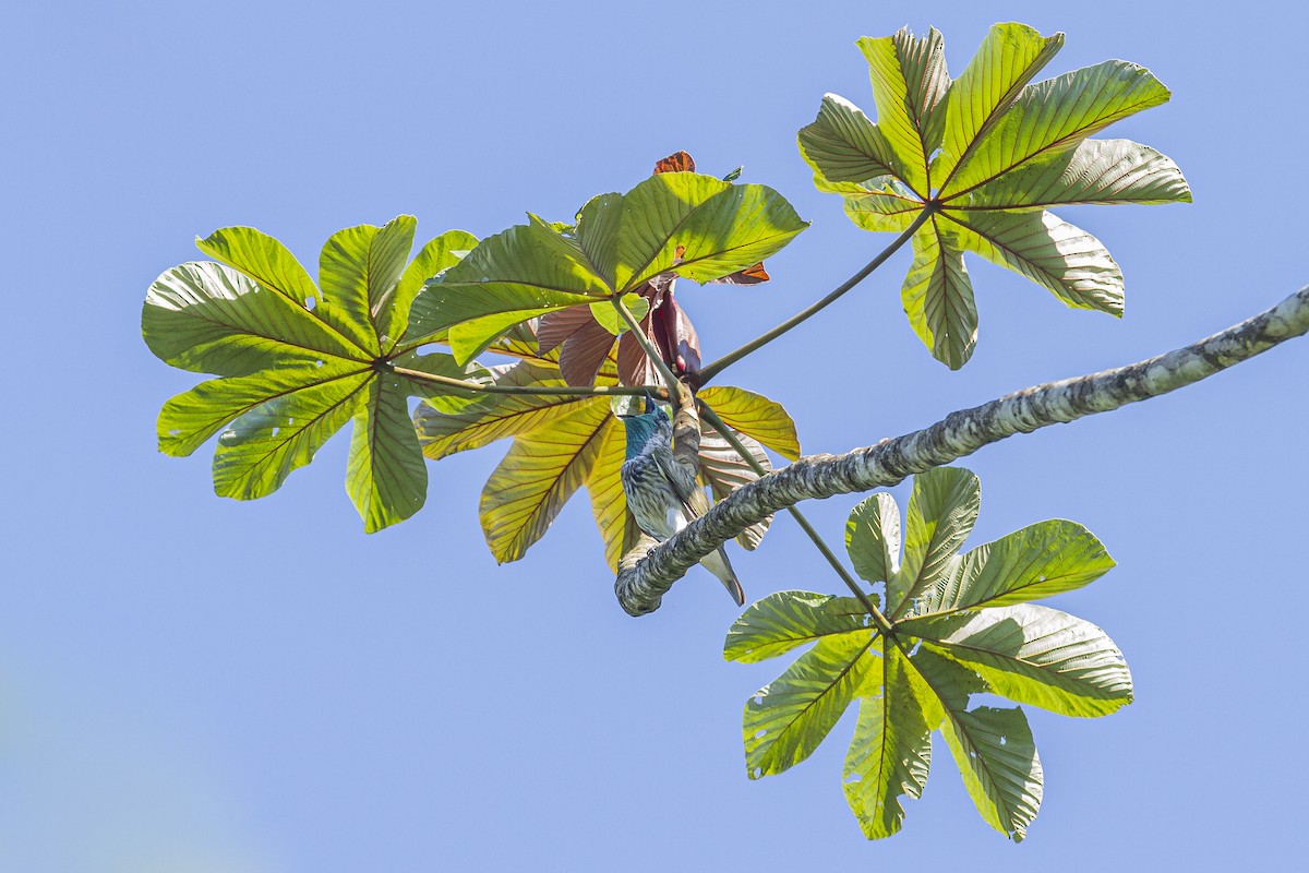 Bare-throated Bellbird - ML362636441
