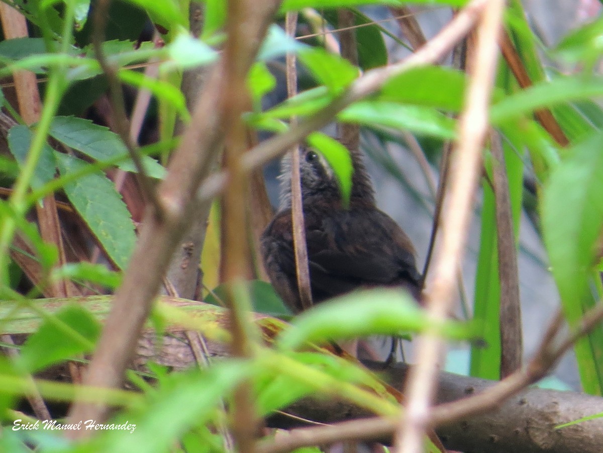 Cabanis's Wren - ML362637461