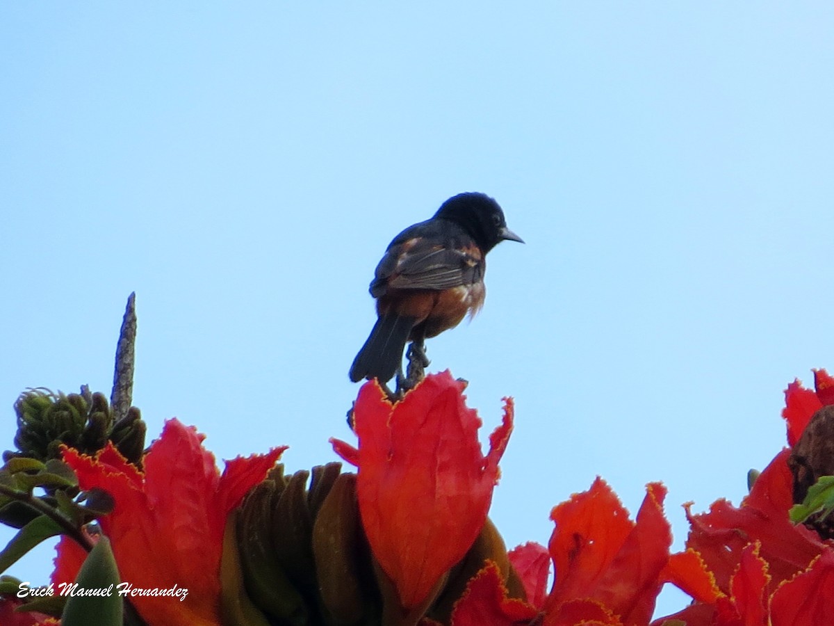 Orchard Oriole - ML362637581