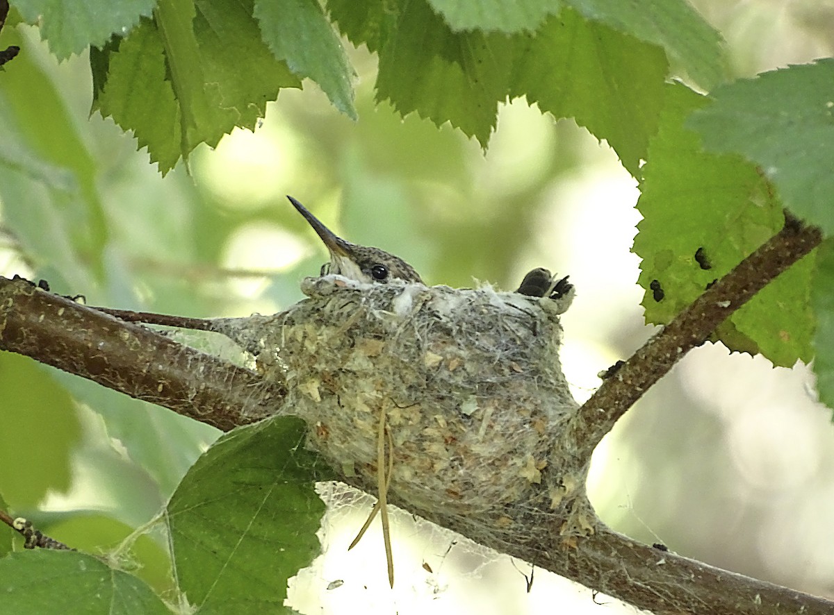 Black-chinned Hummingbird - ML362638501