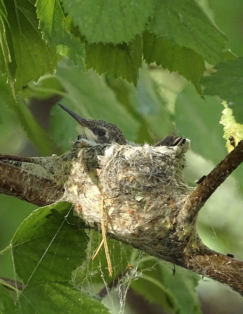 Black-chinned Hummingbird - ML362638511