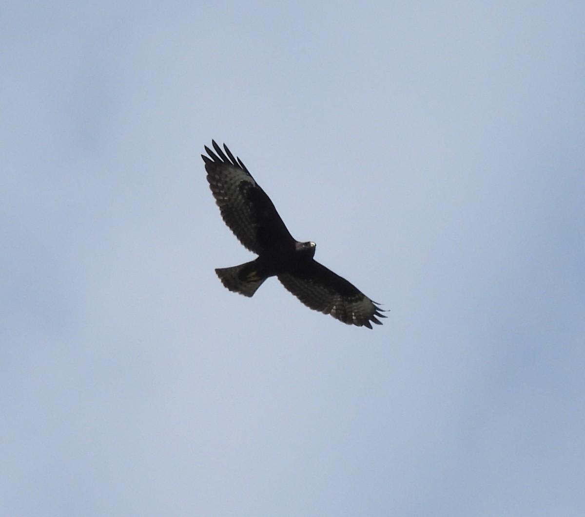 Short-tailed Hawk - Miguel Angel Och Hernández