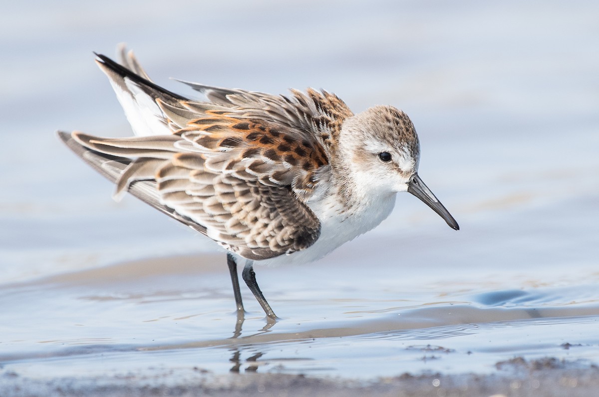 Western Sandpiper - Christopher Gilbert