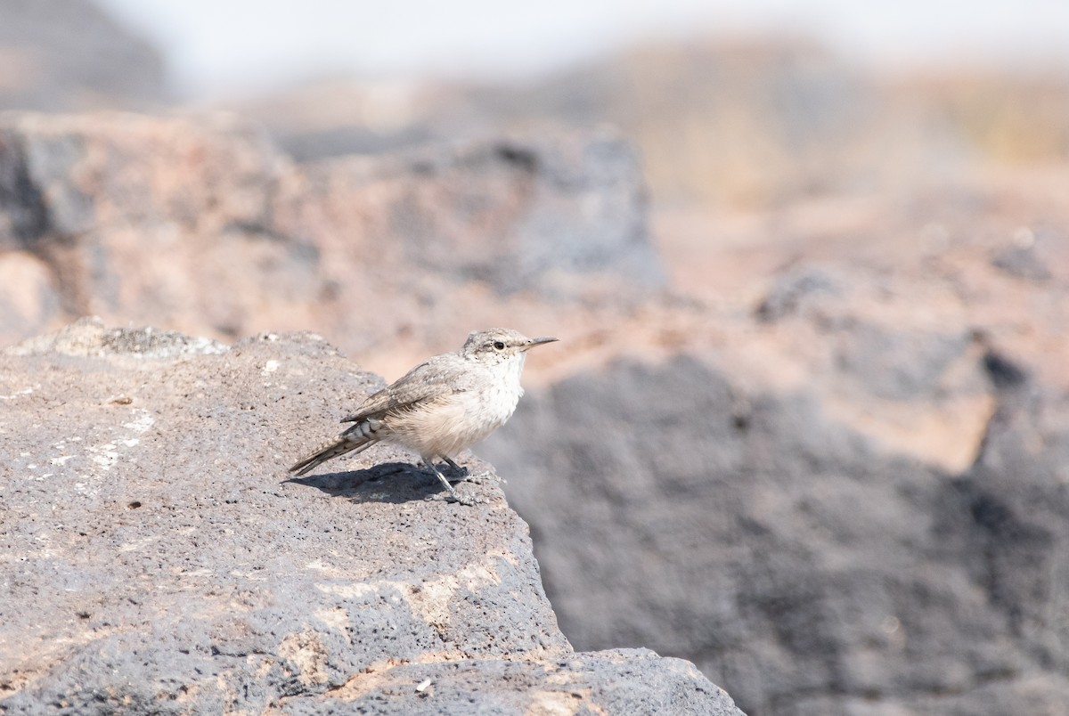 Rock Wren - ML362641031