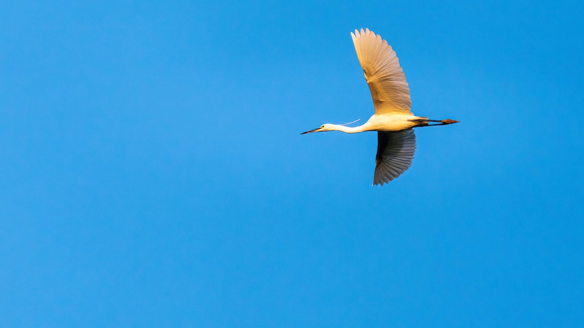 Little Egret - ML362641111