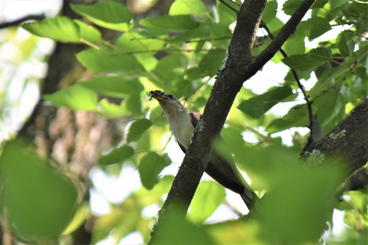 Yellow-billed Cuckoo - ML362641261