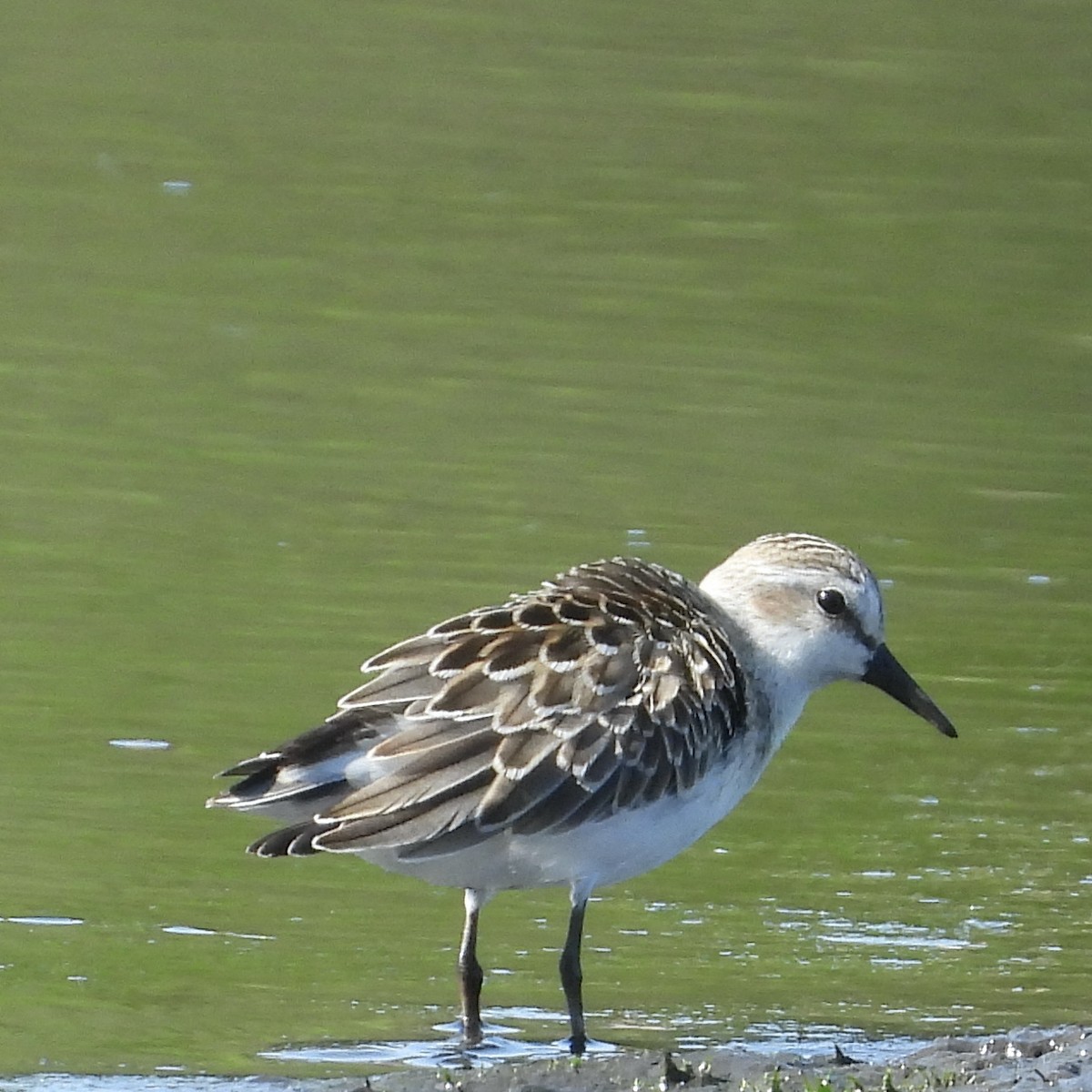 Semipalmated Sandpiper - ML362641531