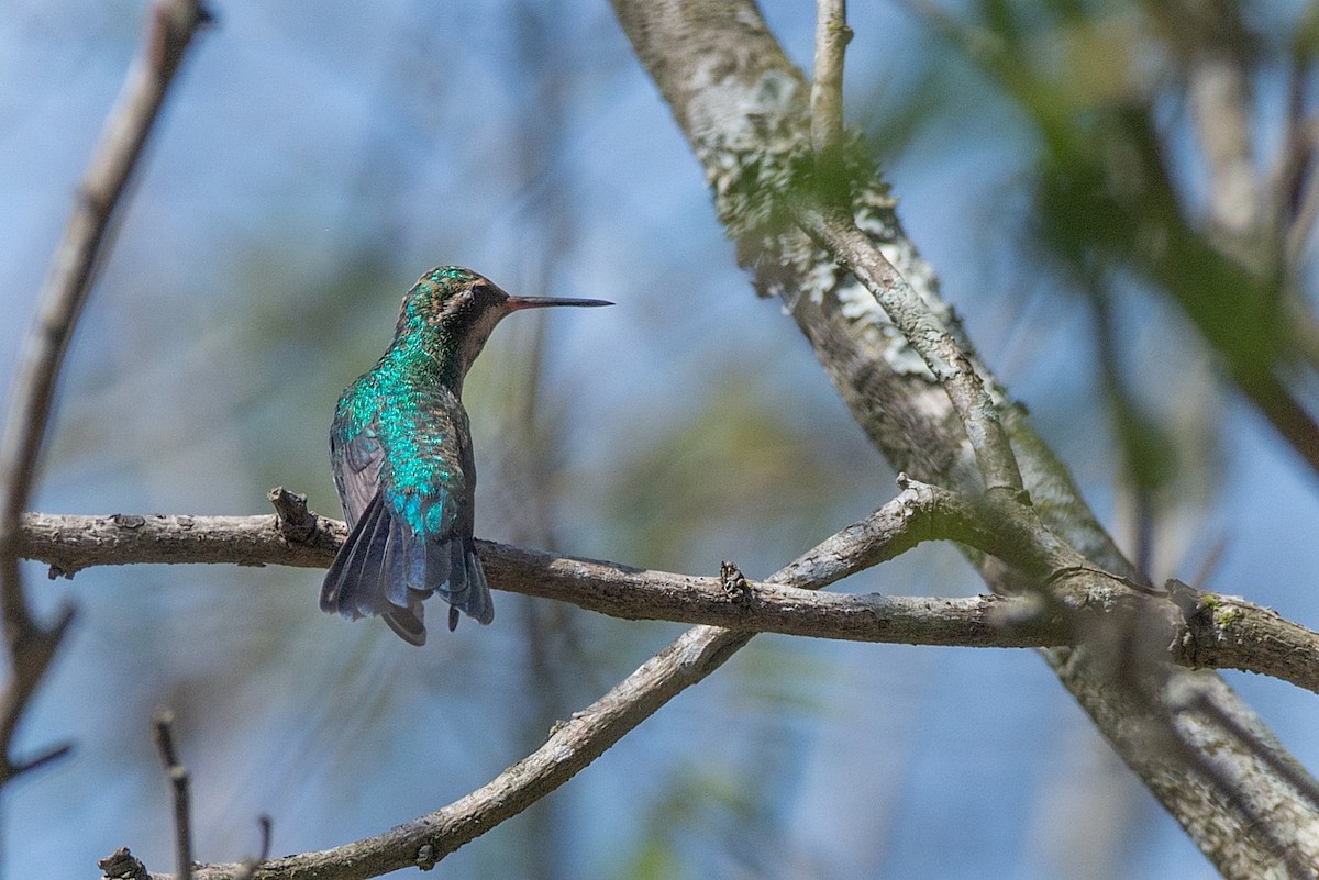 Glittering-bellied Emerald - ML362641831