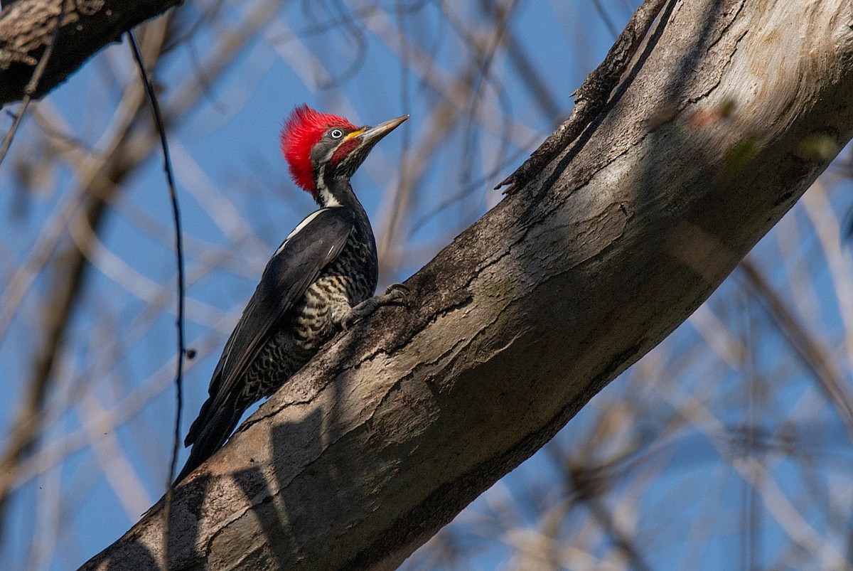 Lineated Woodpecker - ML362642131