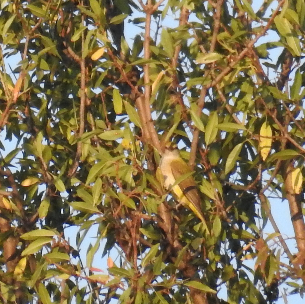 Eurasian Golden Oriole - ML362642971