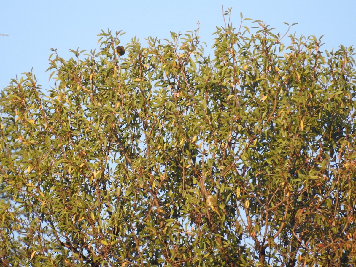 Eurasian Golden Oriole - ML362643041