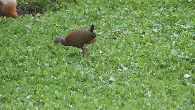 Brown Wood-Rail - ML362644021