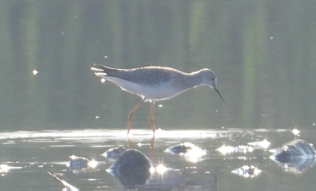 Lesser Yellowlegs - Corey S.