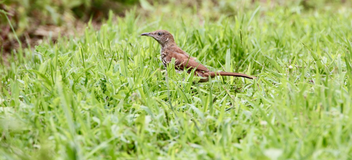 Brown Thrasher - ML362646761