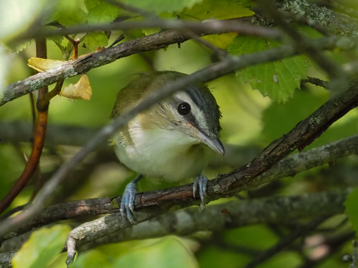 rødøyevireo - ML362647351