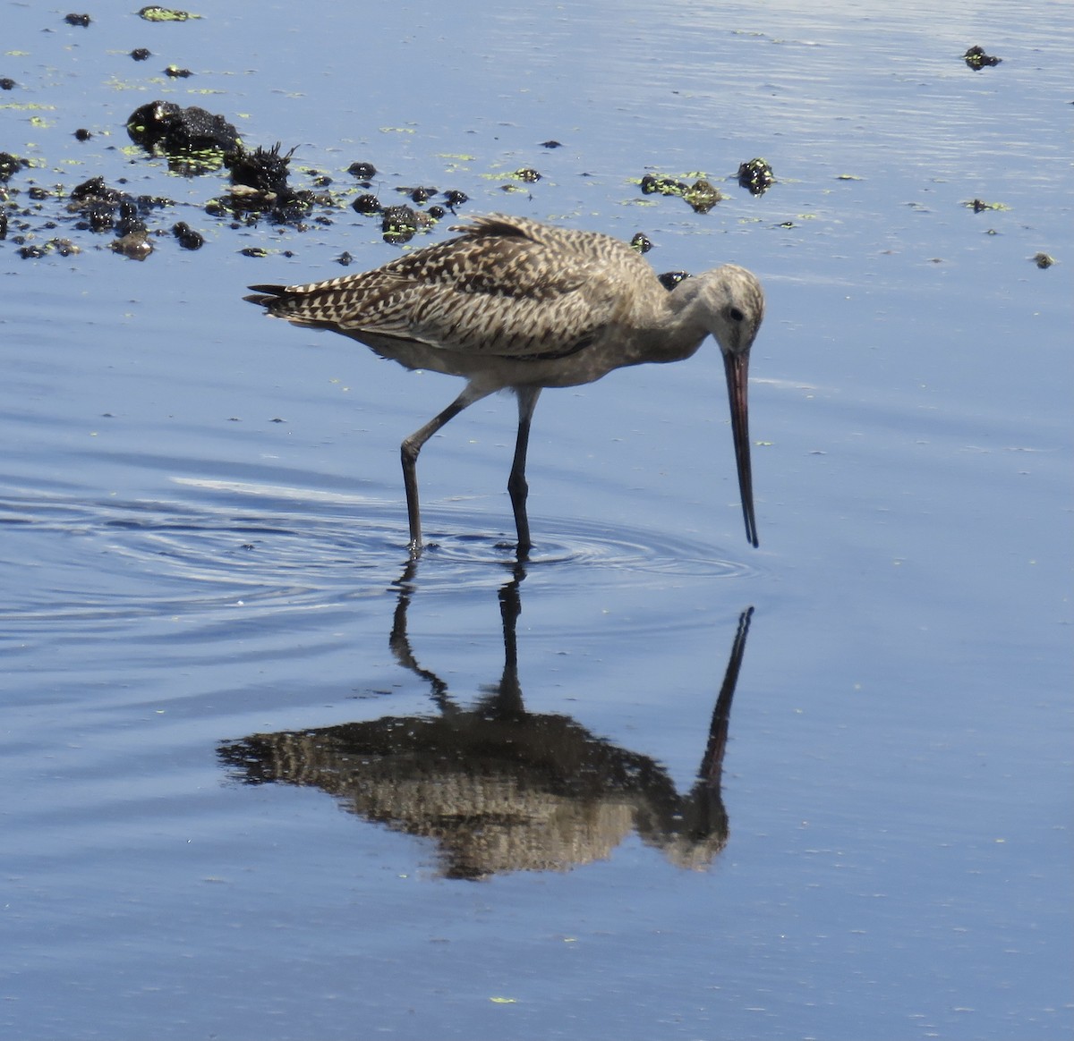 Marbled Godwit - ML362648811