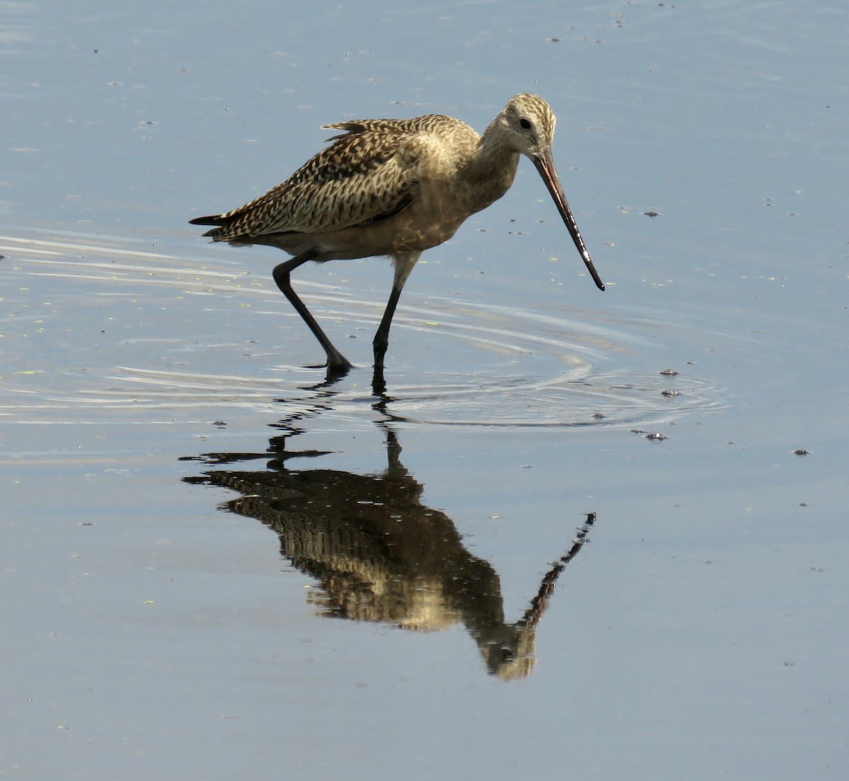 Marbled Godwit - ML362648841