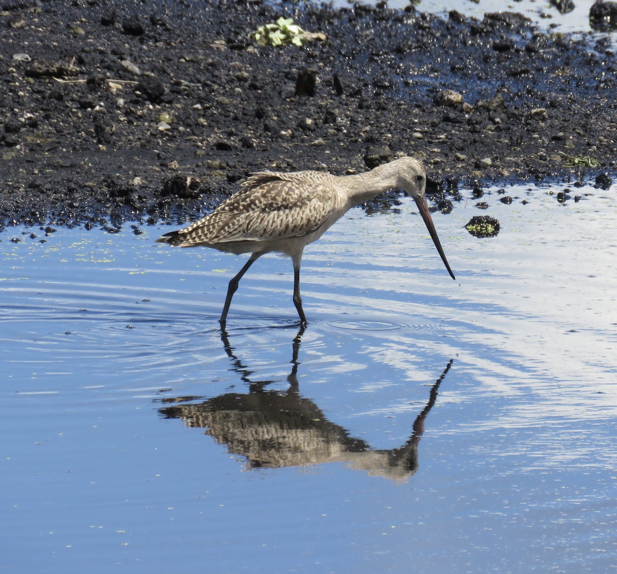 Marbled Godwit - ML362649131