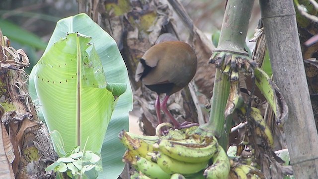 Brown Wood-Rail - ML362650011