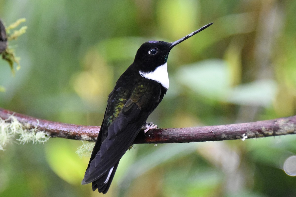 Collared Inca - ML362650071