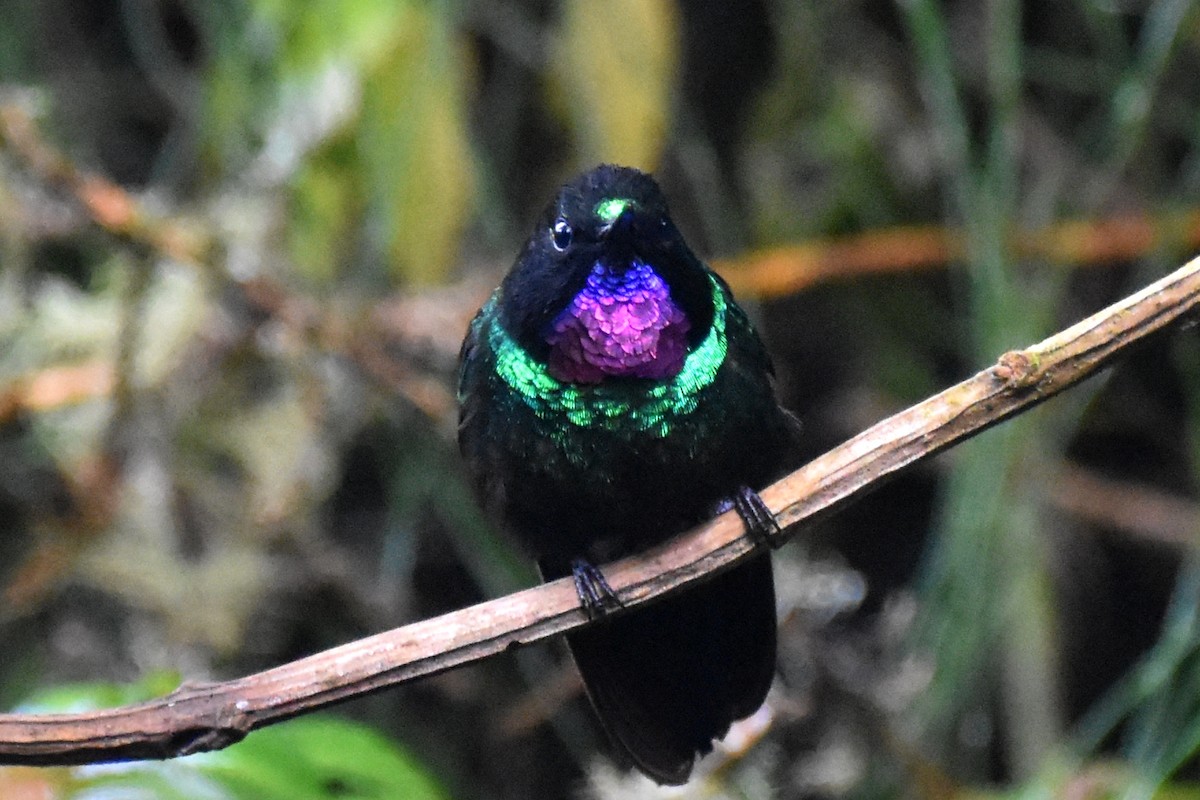 Tourmaline Sunangel - Nick Moore