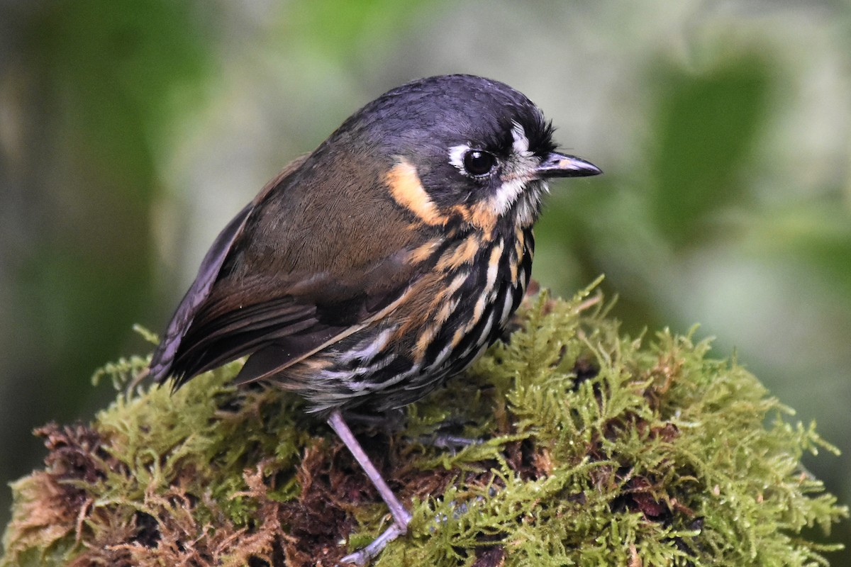 Crescent-faced Antpitta - ML362650201