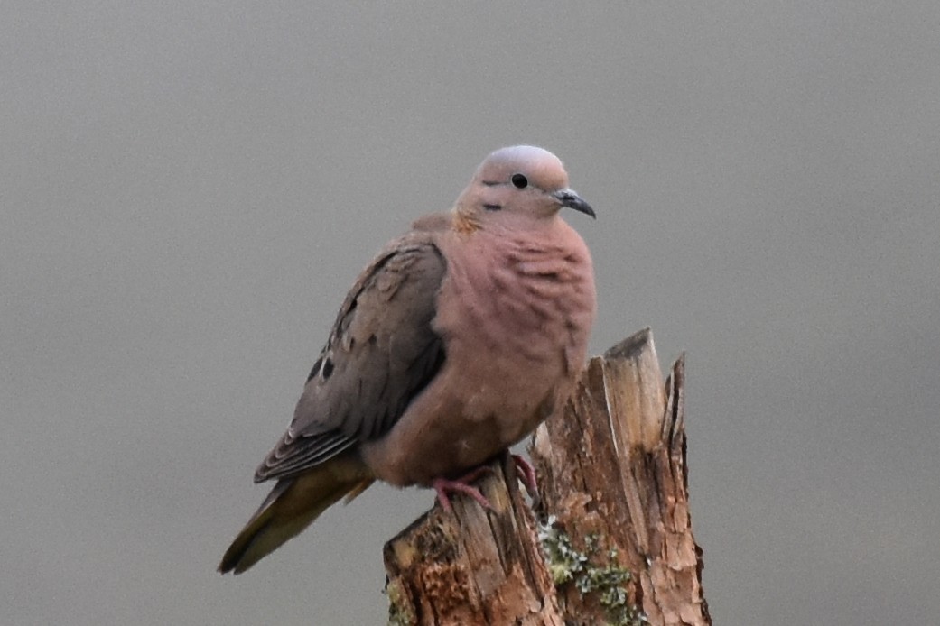 Eared Dove - ML362650631