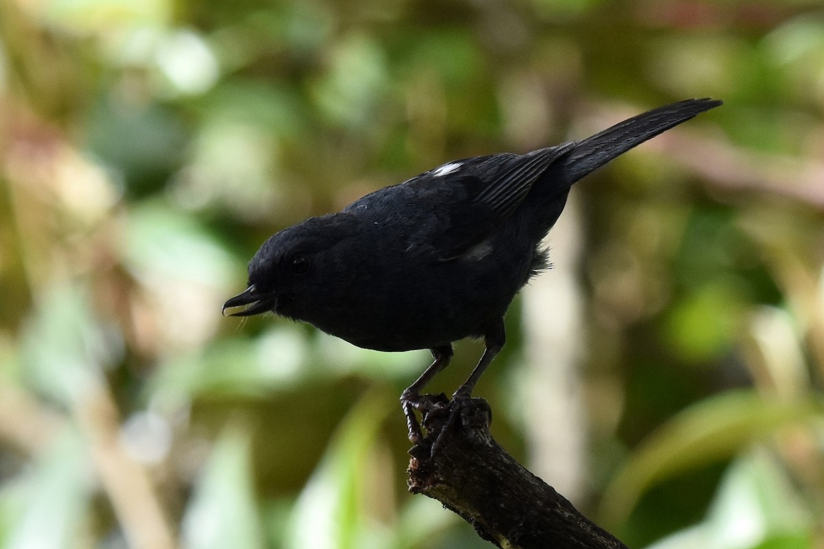 White-sided Flowerpiercer - ML362650701