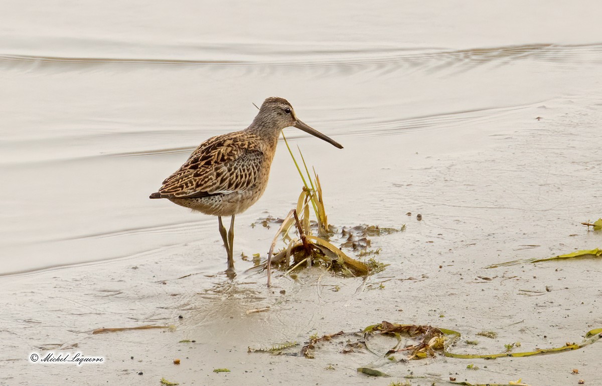 Short-billed Dowitcher - Michel Laquerre