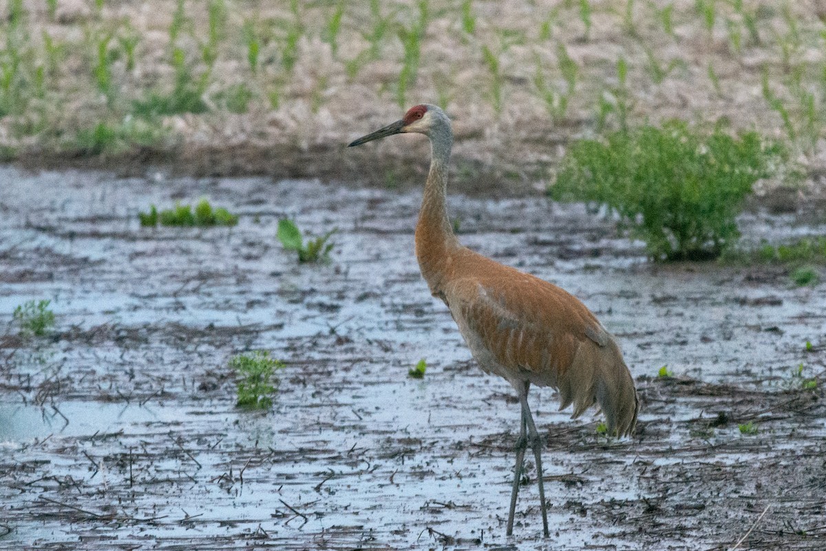 jeřáb kanadský - ML362651111