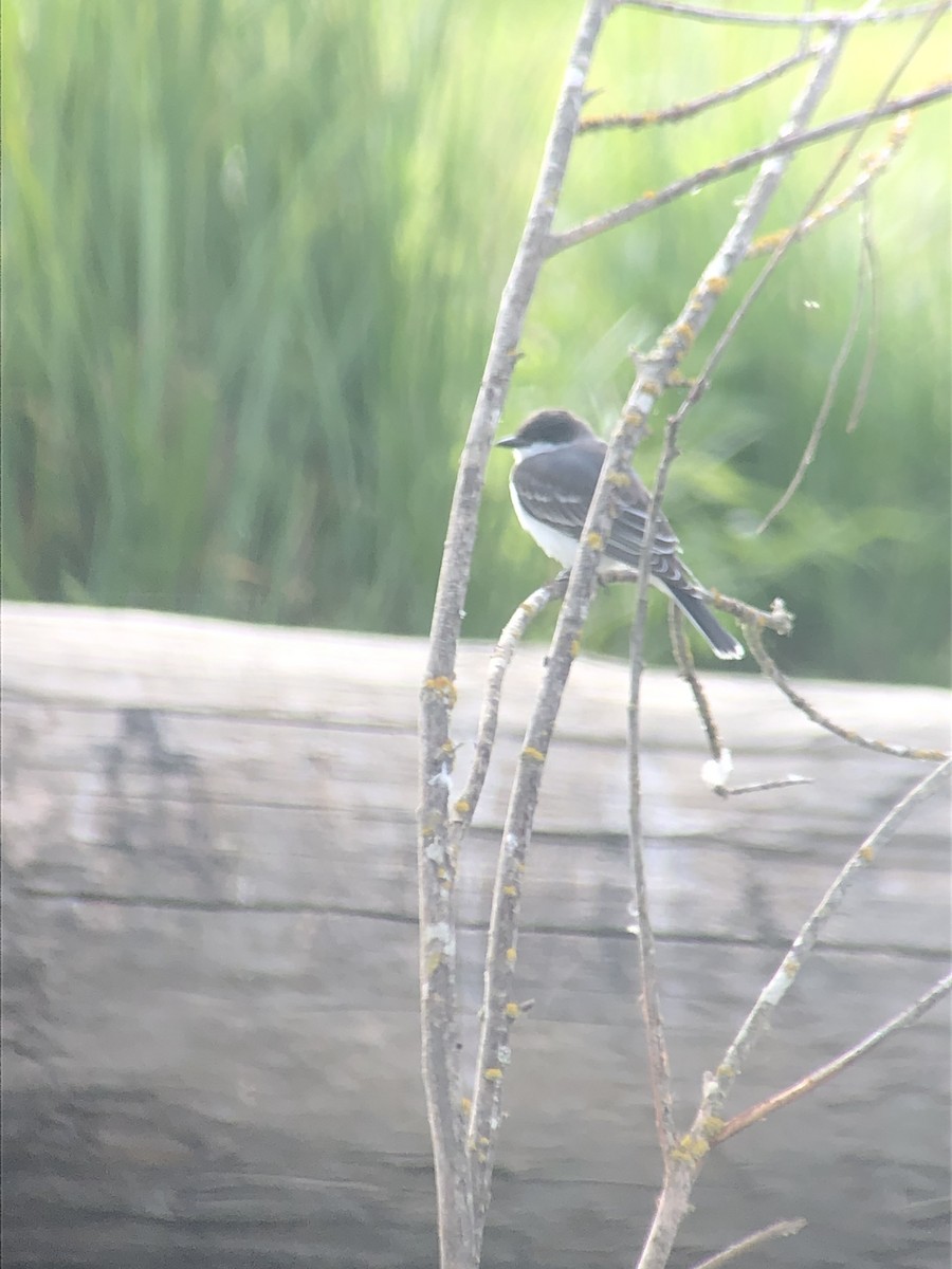 Eastern Kingbird - ML362651551