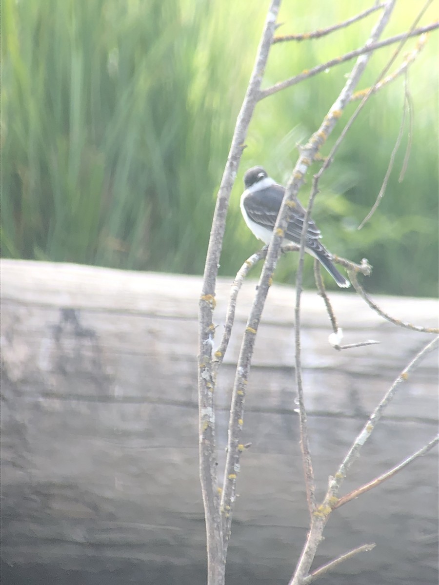 Eastern Kingbird - ML362651611