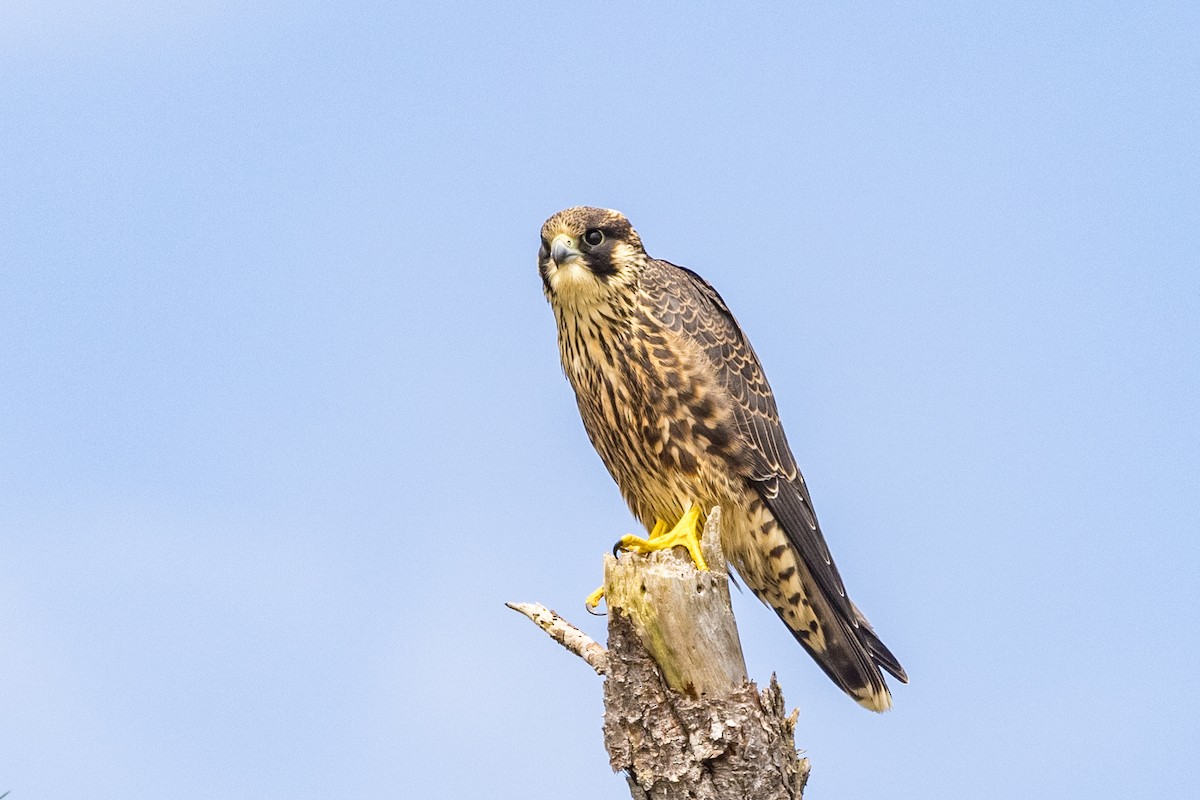 Эгэл шонхор - ML362652071