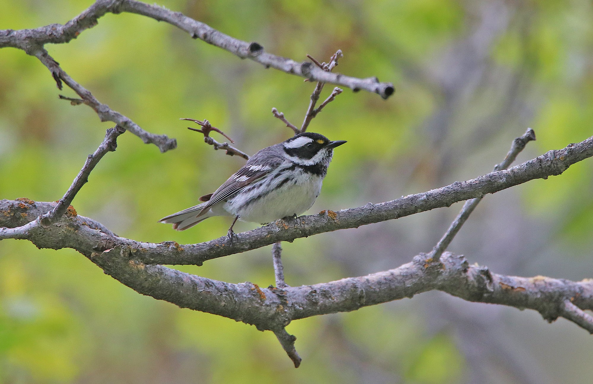 Black-throated Gray Warbler