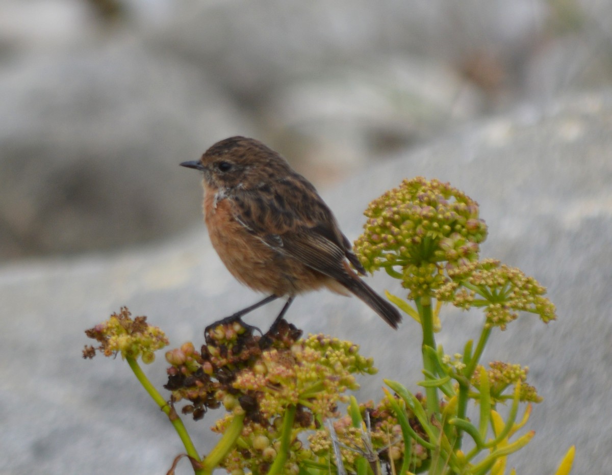 European Stonechat - ML362653491