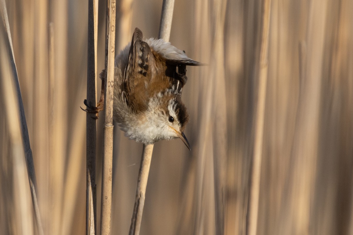střízlík bažinný - ML362653611
