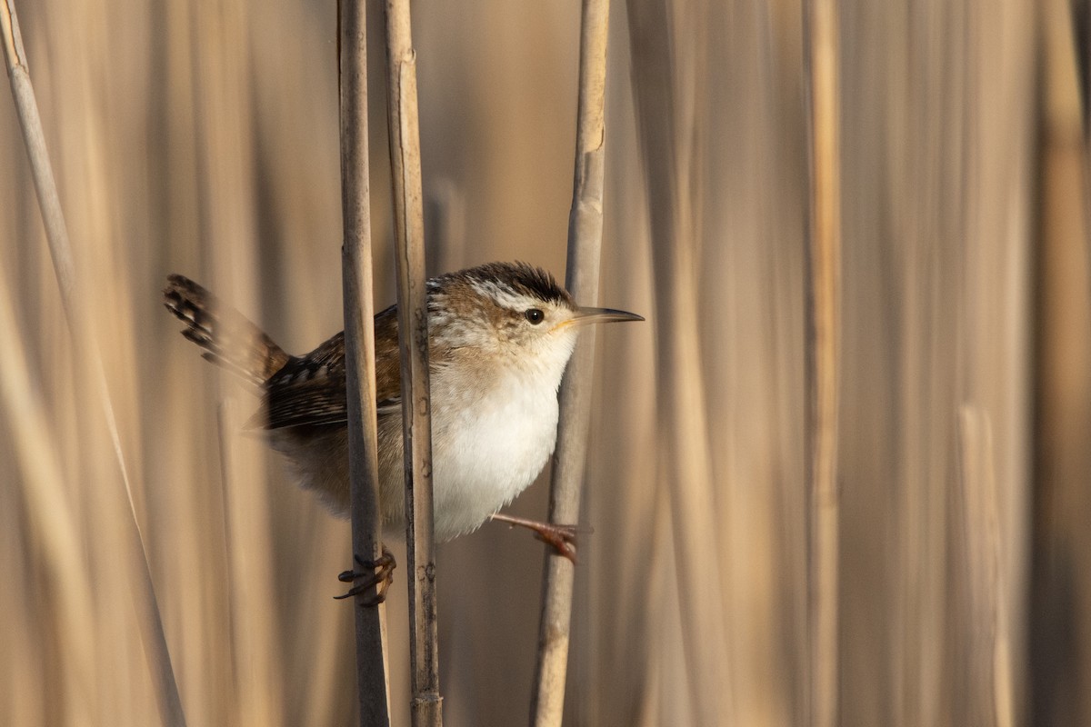 střízlík bažinný - ML362653651