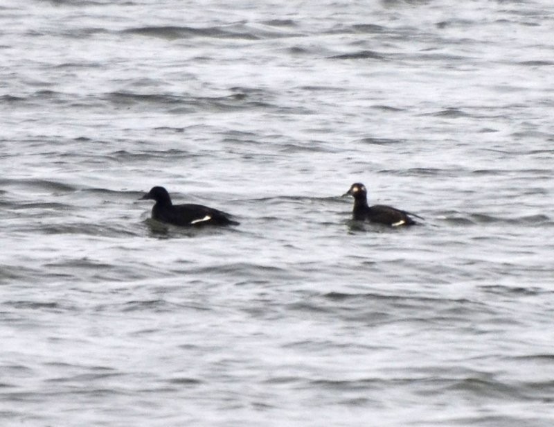 White-winged Scoter - ML36265461