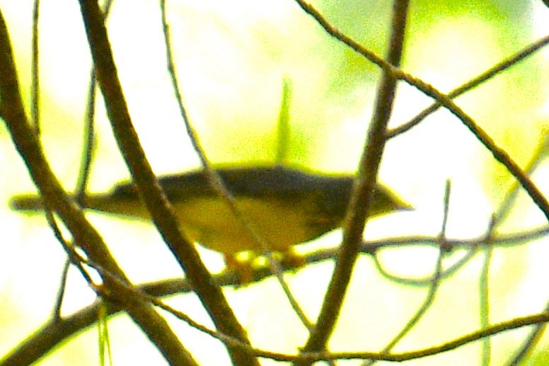 Canada Warbler - Tibbett Speer