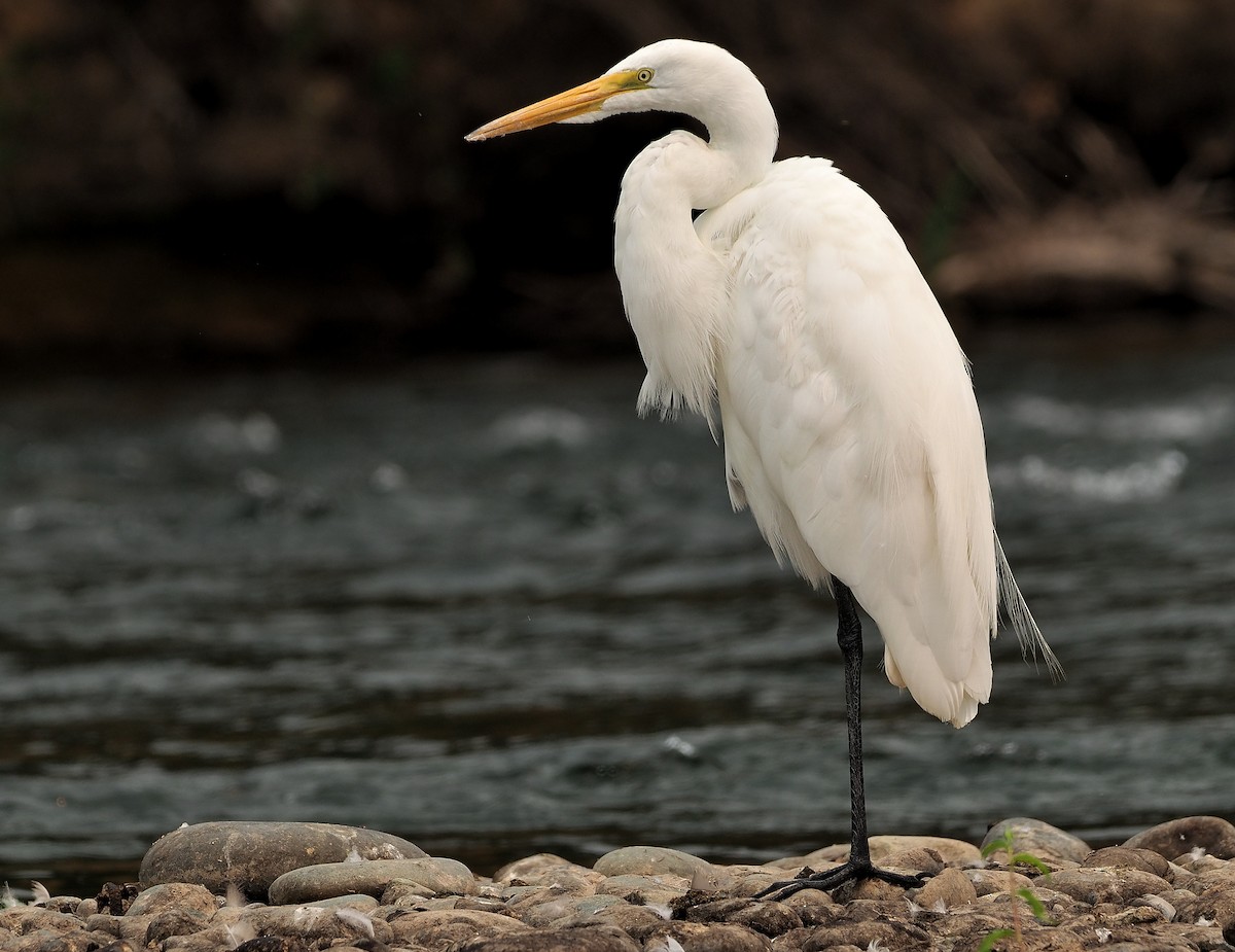 Great Egret - ML362656531