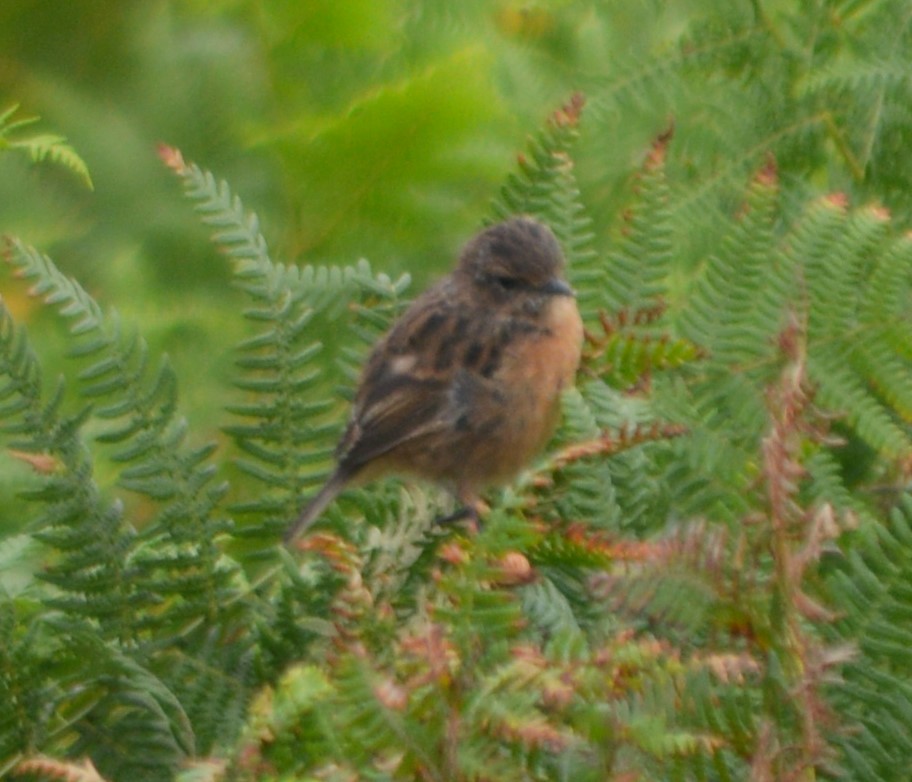 European Stonechat - ML362657981