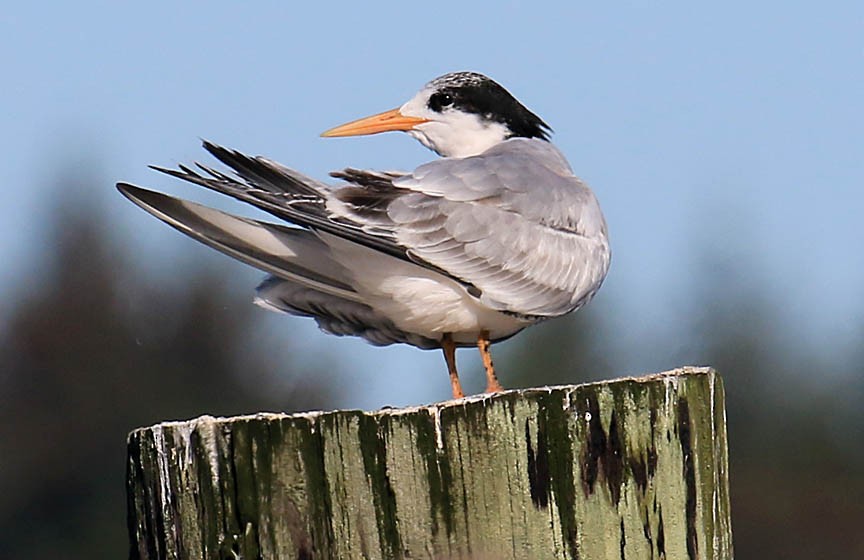 Elegant Tern - ML36265831