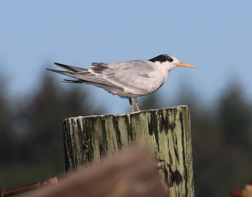 Elegant Tern - ML36265841