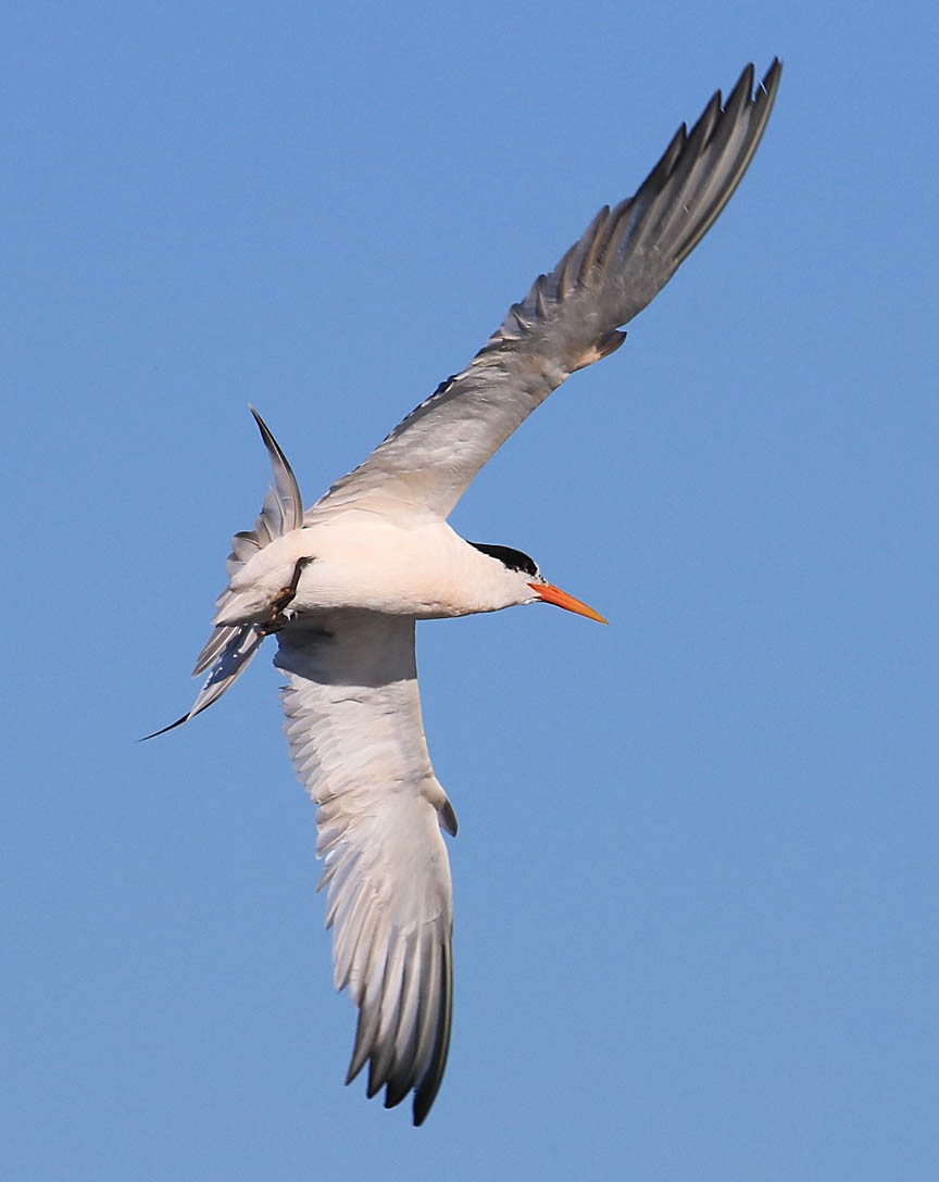 Elegant Tern - ML36265851