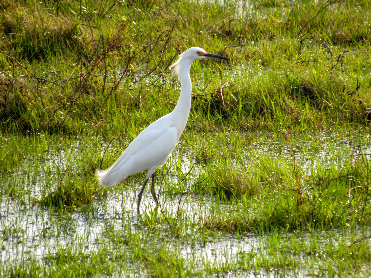 Snowy Egret - ML362659521