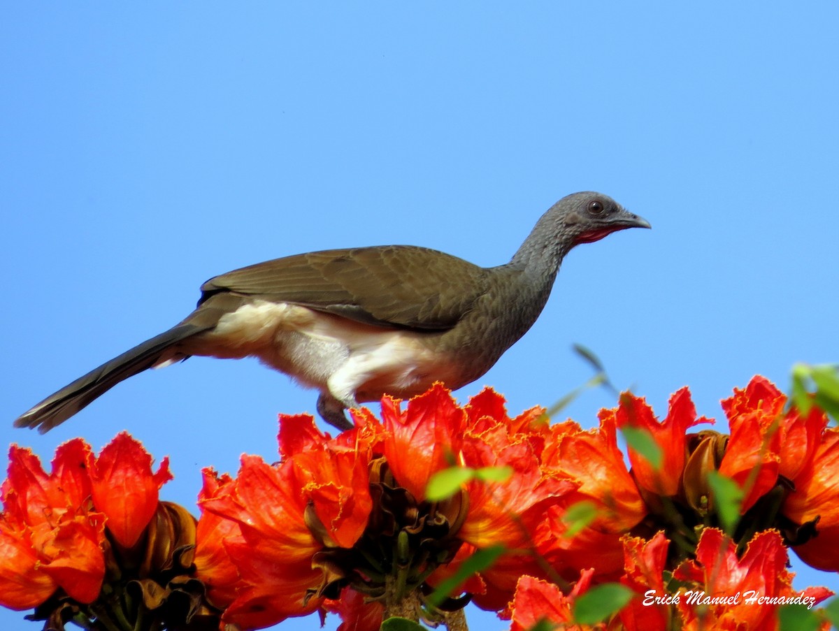 White-bellied Chachalaca - Erick Hernandez