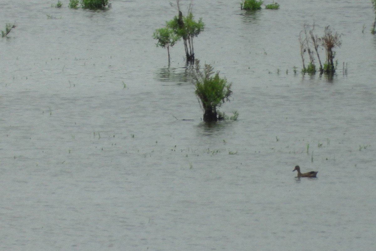 Blue-winged Teal - Valerie Hollinger